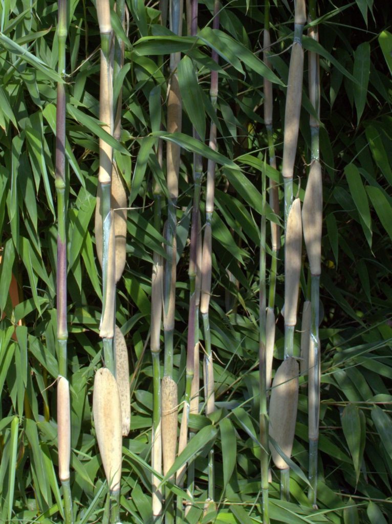 Close-up billede af en Ivory Ibis bambus