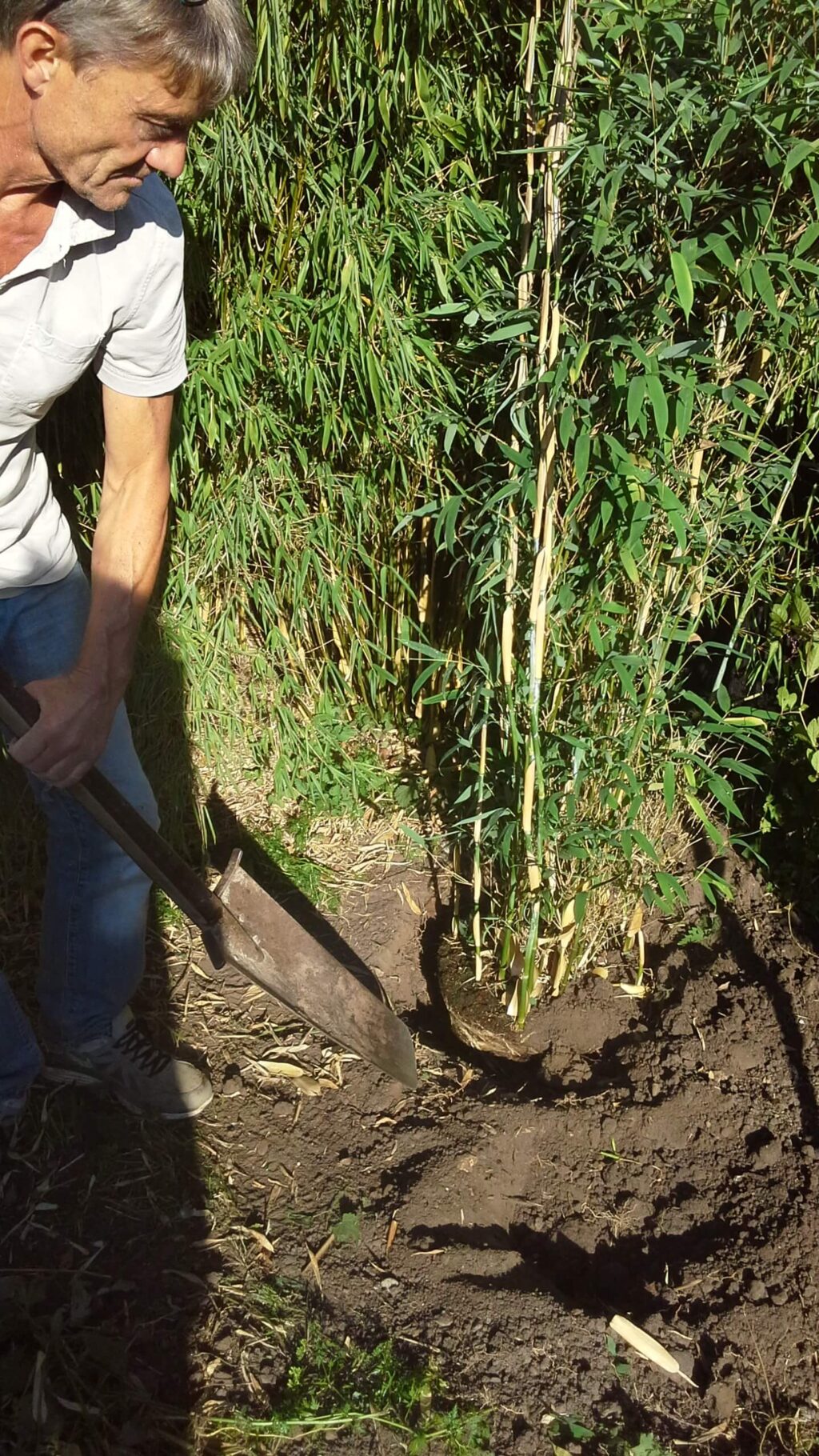 Bambusmanden graver en Maasai bambus ned
