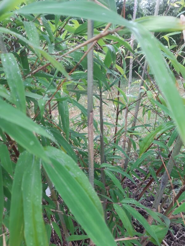 Borinda Bambus 2