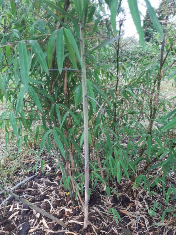 Borinda Bambus 4